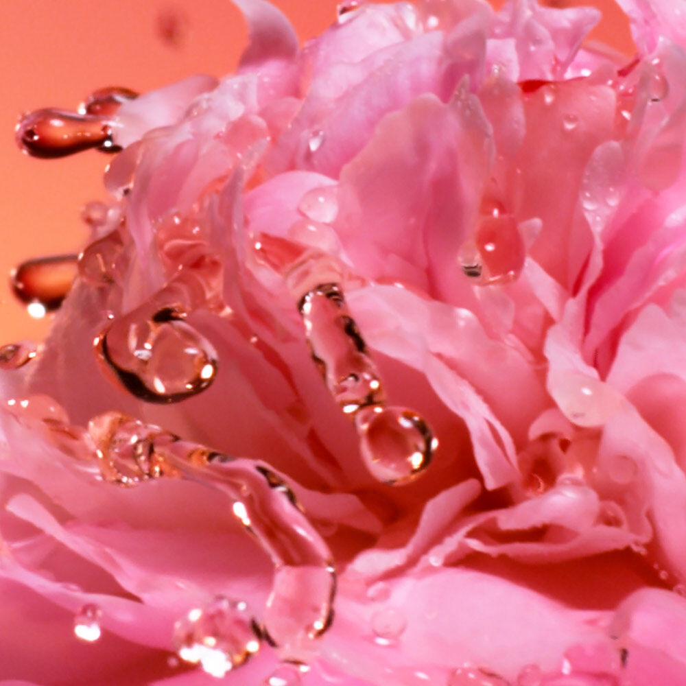 Absoluto de Rosa Damascena no Peach’ N Roses