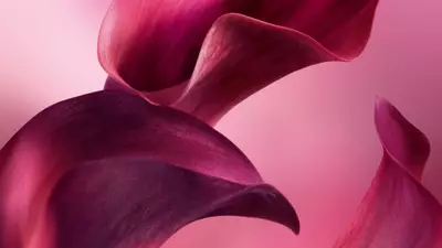 Ingrediente-Chave do Novo La Vie Est Belle de Lancôme