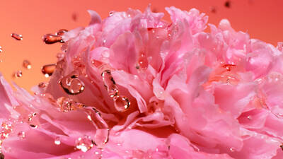 Absoluto de Rosa Damascena no Peach’ N Roses